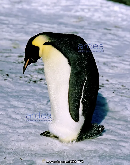 : Emperor penguin - Adult finishing its moult after : Emperor penguin - Adult finishing its moult after