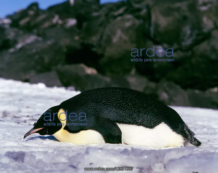 : Emperor Penguin - Adult finishing moult (February) : Emperor Penguin - Adult finishing moult (February)