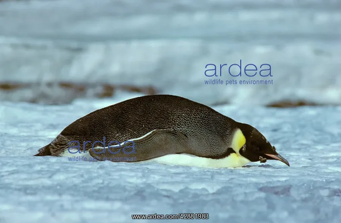  : Emperor Penguin - Adult finishing its moult (February)