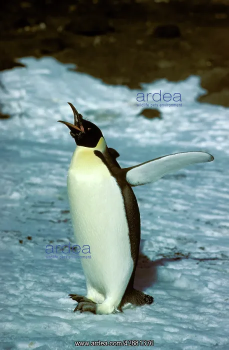 : Emperor Penguin - Adult finishing moult - with mouth open : Emperor Penguin - Adult finishing moult - with mouth open