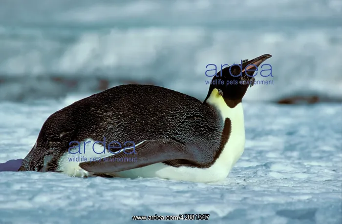 : Emperor penguin - Adult finishing moult - in tobogganing : Emperor penguin - Adult finishing moult - in tobogganing