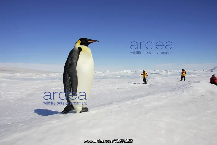 : Emperor Penguin - adult in foreground with people behind : Emperor Penguin - adult in foreground with people behind