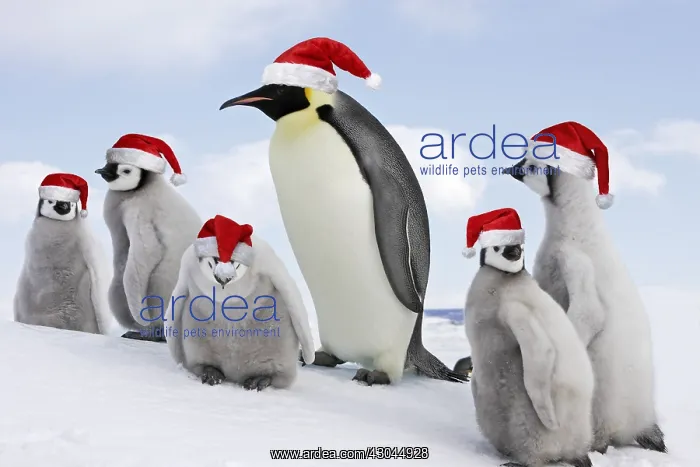 : Emperor Penguin - adult with goup of chicks wearing : Emperor Penguin - adult with goup of chicks wearing