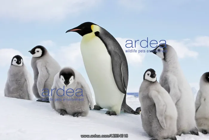 : Emperor Penguin - adult with group of chicks : Emperor Penguin - adult with group of chicks