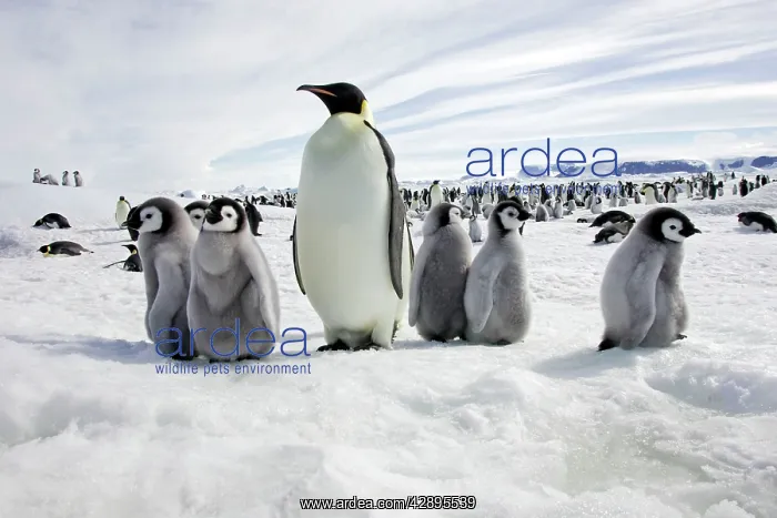 : Emperor Penguin - adult with group of chicks : Emperor Penguin - adult with group of chicks
