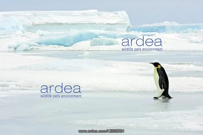 : Emperor Penguin - adult on ice : Emperor Penguin - adult on ice