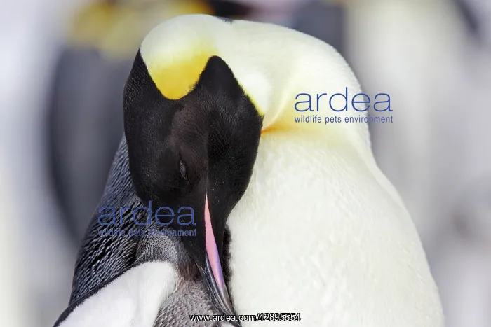 : Emperor Penguin - adult preening : Emperor Penguin - adult preening