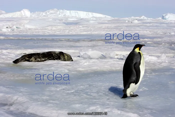  : Emperor Penguin - adult with Seal in background