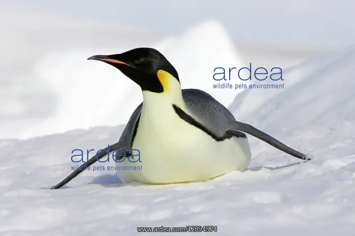 : Emperor Penguin - adult sliding on ice : Emperor Penguin - adult sliding on ice