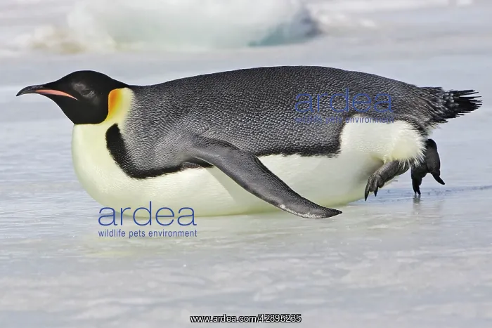 : Emperor Penguin - adult sliding on ice : Emperor Penguin - adult sliding on ice