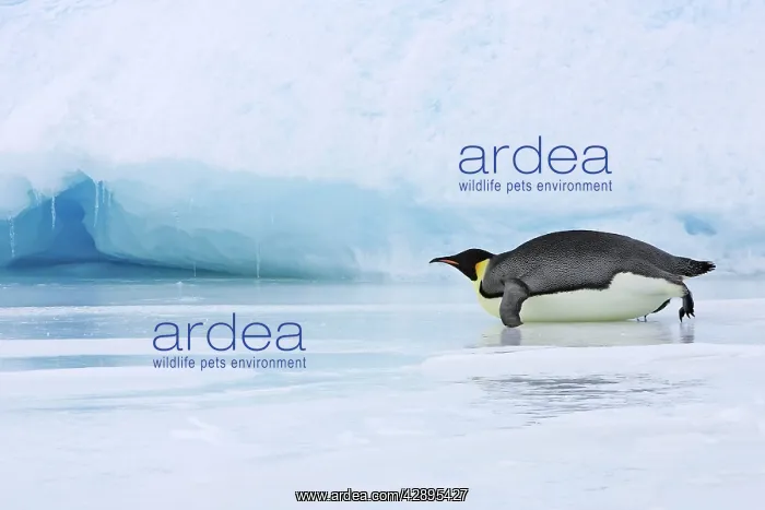 : Emperor Penguin - adult sliding across ice : Emperor Penguin - adult sliding across ice