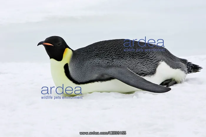 : Emperor Penguin - adult sliding across ice : Emperor Penguin - adult sliding across ice