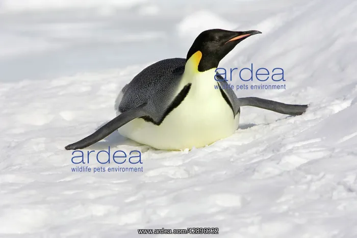 : Emperor Penguin - adult sliding on ice : Emperor Penguin - adult sliding on ice