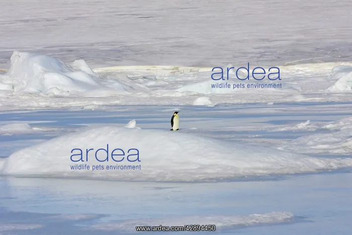 : Emperor Penguin - adult standing alone on ice : Emperor Penguin - adult standing alone on ice