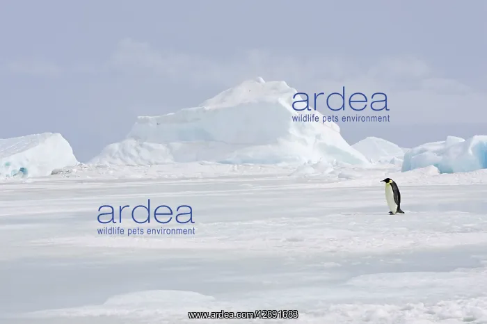 : Emperor Penguin - adult walking across ice : Emperor Penguin - adult walking across ice