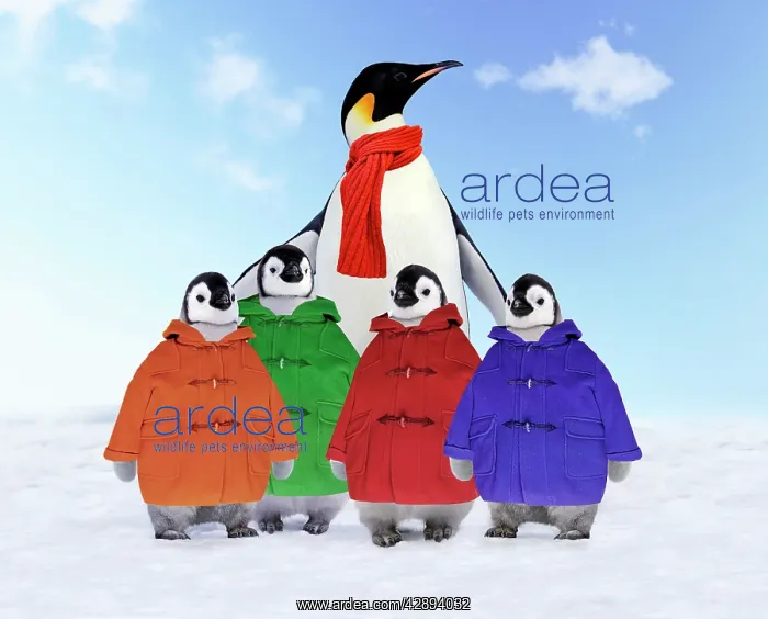 : Emperor Penguin - Adult wrapped in scarf & young : Emperor Penguin - Adult wrapped in scarf & young