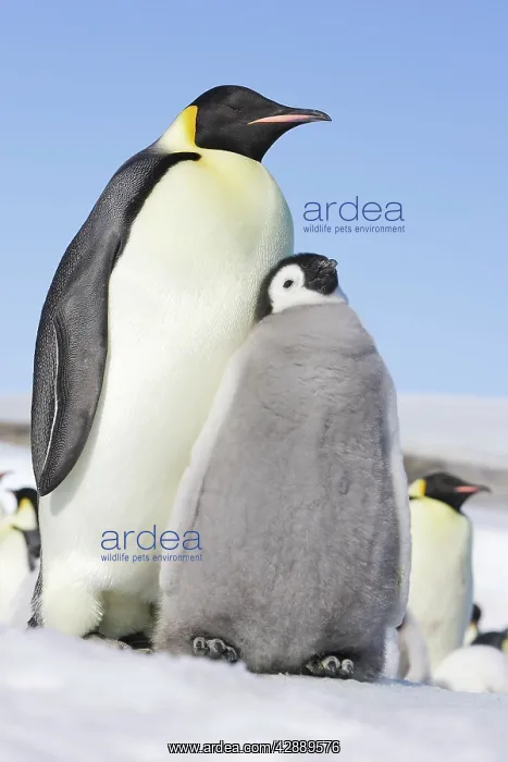 : Emperor Penguin - Adult with young : Emperor Penguin - Adult with young