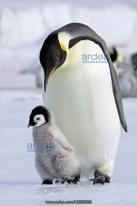 : Emperor Penguin - Adult with young : Emperor Penguin - Adult with young