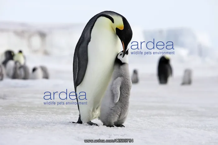 : Emperor Penguin - Adult with young : Emperor Penguin - Adult with young