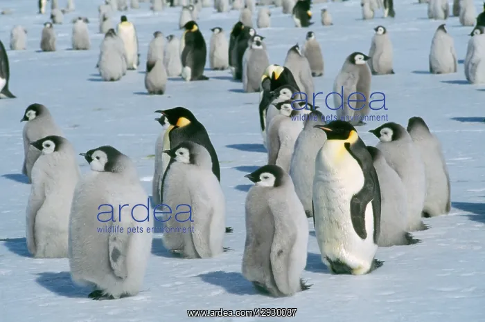 : Emperor Penguin - Adult & young : Emperor Penguin - Adult & young