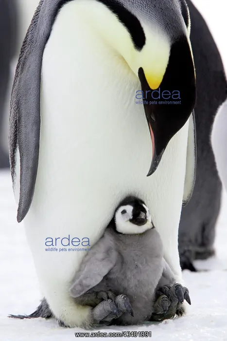 : Emperor Penguin - Adult with young : Emperor Penguin - Adult with young