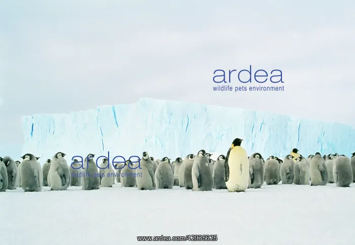 : Emperor Penguin - Adult & young in creche : Emperor Penguin - Adult & young in creche