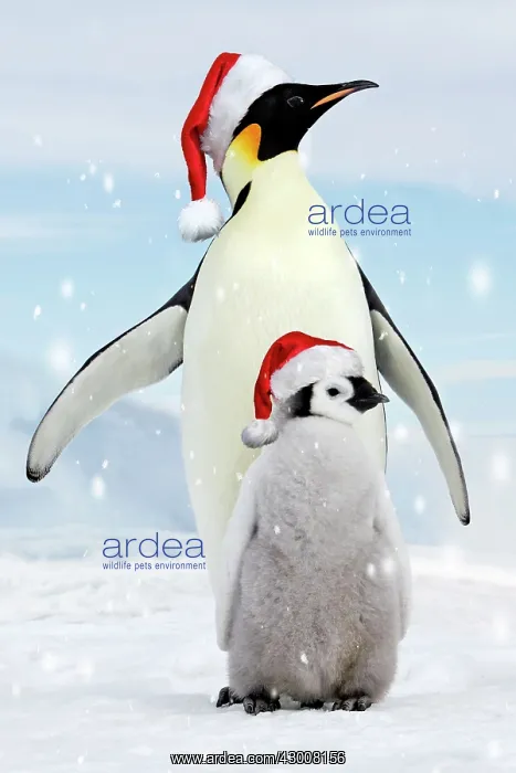 : Emperor Penguin - adult with young wearing red Santa : Emperor Penguin - adult with young wearing red Santa