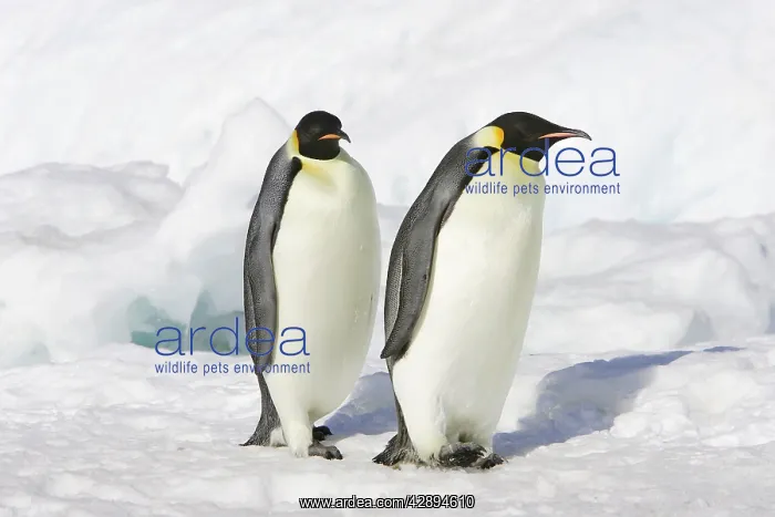 : Emperor Penguin - two adults : Emperor Penguin - two adults