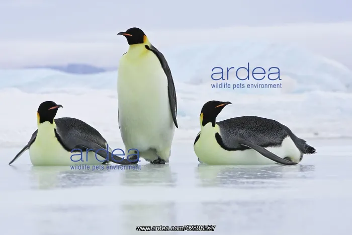 : Emperor Penguin - three adults : Emperor Penguin - three adults