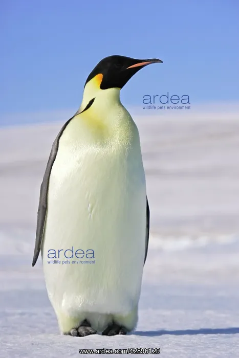 : Emperor Penguin - adults : Emperor Penguin - adults