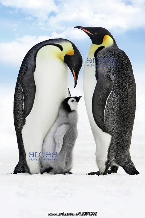 : Emperor Penguin - two adults with chick : Emperor Penguin - two adults with chick