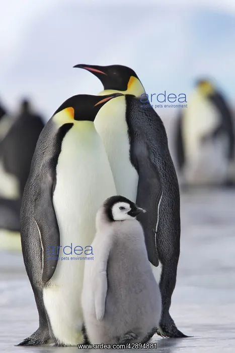 : Emperor Penguin - adults and chick : Emperor Penguin - adults and chick