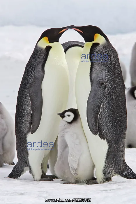 : Emperor Penguin - two adults with chick : Emperor Penguin - two adults with chick