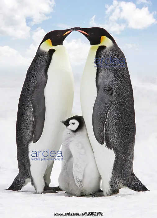 : Emperor Penguin - two adults with chick : Emperor Penguin - two adults with chick