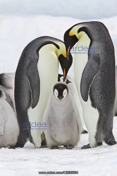  : Emperor Penguin - two adults with chick