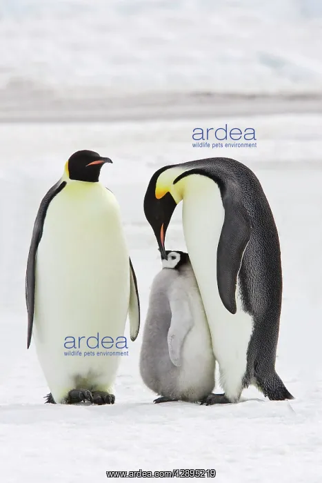 : Emperor Penguin - two adults with chick : Emperor Penguin - two adults with chick