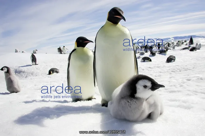 : Emperor Penguin - adults and chick : Emperor Penguin - adults and chick