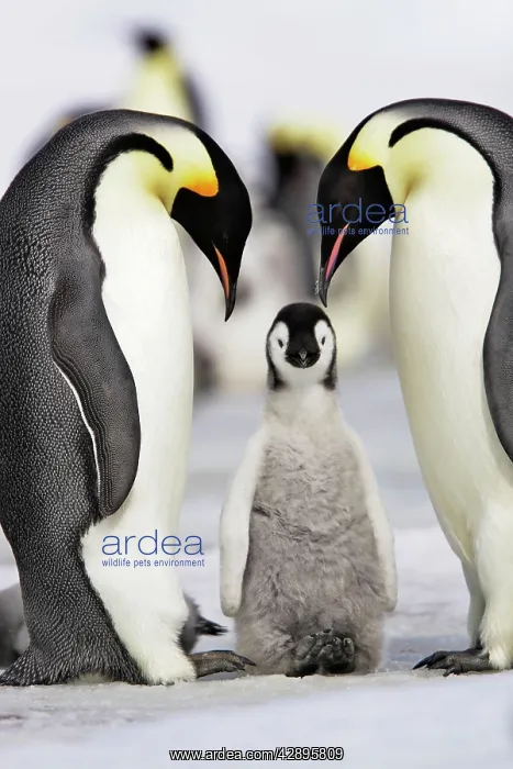 : Emperor Penguin - two adults with chick : Emperor Penguin - two adults with chick