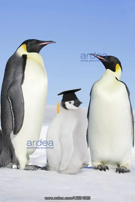 : Emperor Penguin - adults with chick : Emperor Penguin - adults with chick