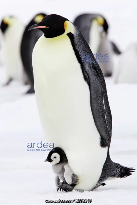  : Emperor Penguin - adults with chick sheltering on it's feet