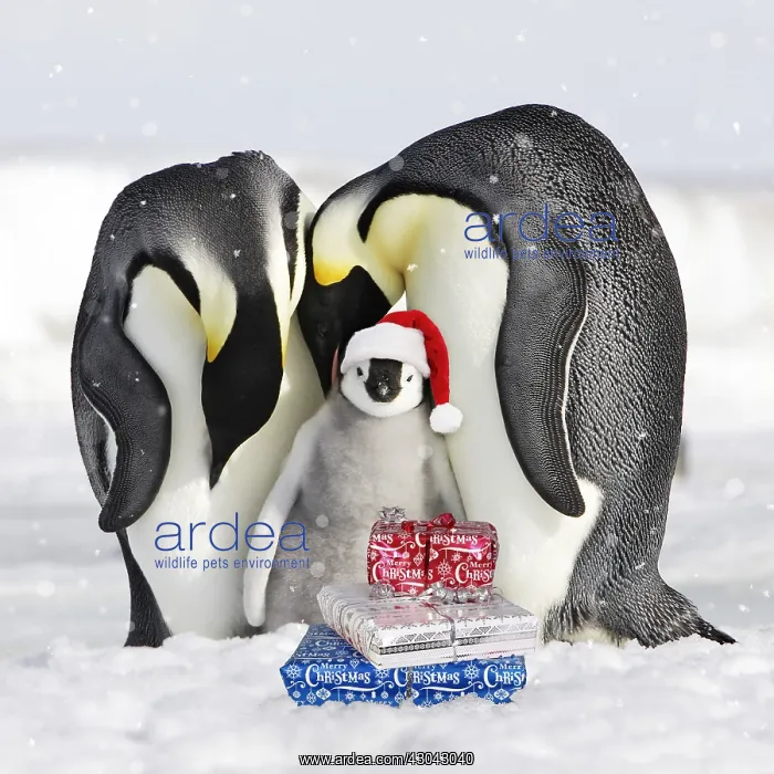  : Emperor Penguin, adults and chick wearing Christmas