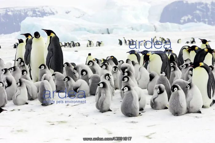 : Emperor Penguin - adults and chicks : Emperor Penguin - adults and chicks
