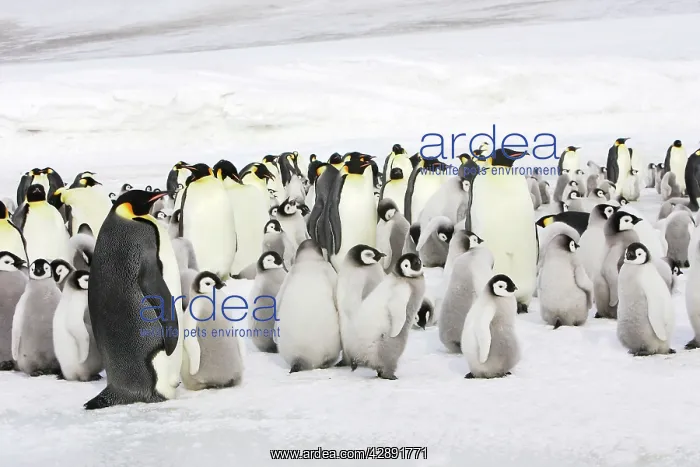 : Emperor Penguin - adults and chicks : Emperor Penguin - adults and chicks