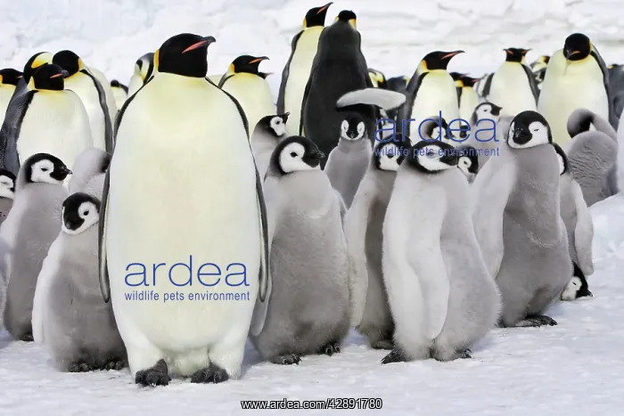 : Emperor Penguin - adults and chicks : Emperor Penguin - adults and chicks