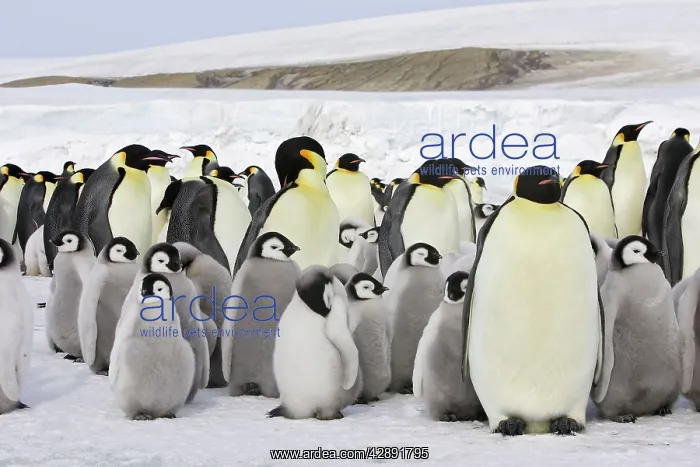 : Emperor Penguin - adults and chicks : Emperor Penguin - adults and chicks