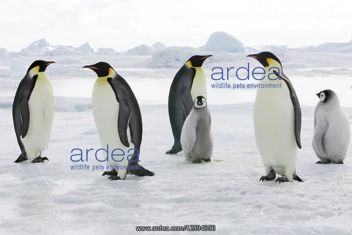 : Emperor Penguin - adults with chicks : Emperor Penguin - adults with chicks