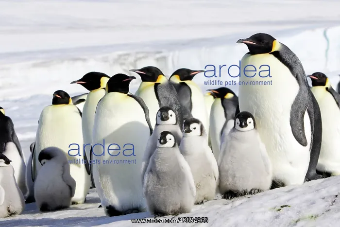 : Emperor Penguin - adults and chicks : Emperor Penguin - adults and chicks
