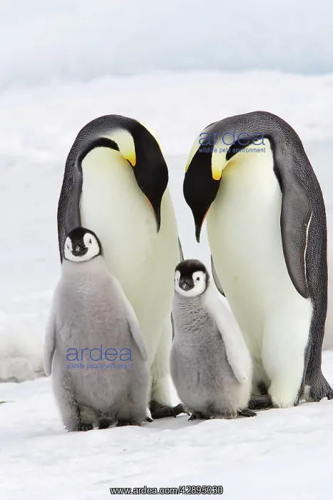 : Emperor Penguin - two adults with two chicks : Emperor Penguin - two adults with two chicks