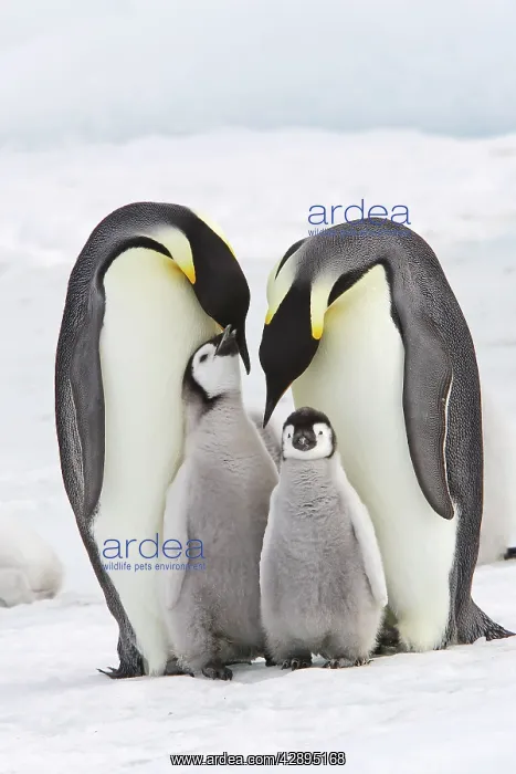 : Emperor Penguin - two adults with two chicks : Emperor Penguin - two adults with two chicks
