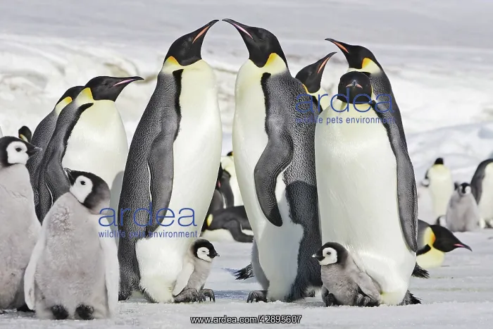 : Emperor Penguin - adults and chicks : Emperor Penguin - adults and chicks